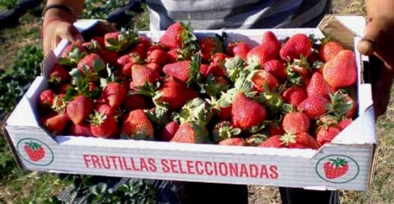 En julio, el consumidor pagó 3,6 veces más de lo que cobró el productor de agroalimentos