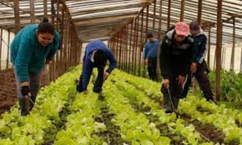 Líneas de crédito disponibles para MiPymes agropecuarias
